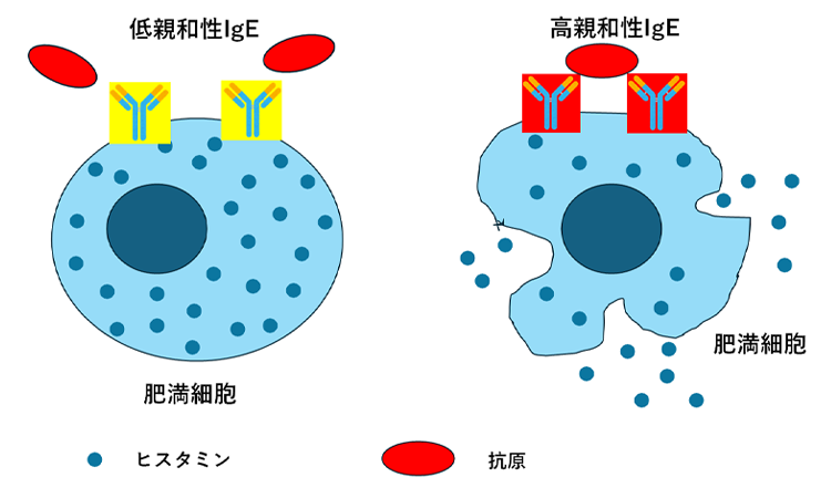 IgE抗体のイメージイラスト